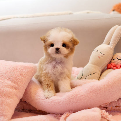 Maltipoo - Dallok (Male) $4000