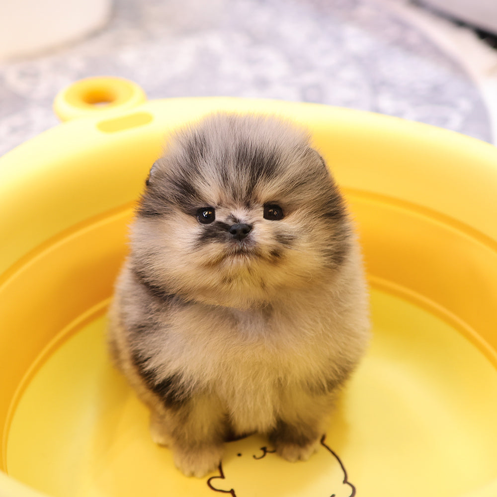 Pomeranian - Ttitti (Female) $3800