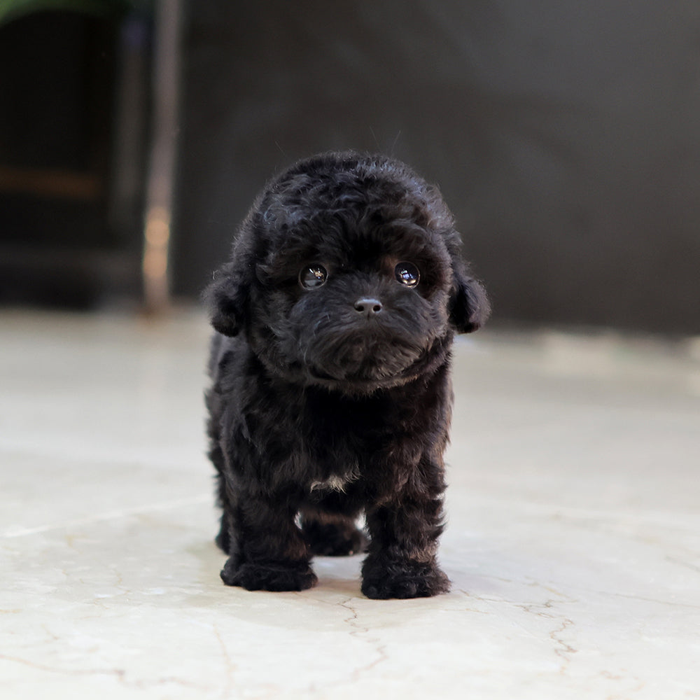 Poodle - Bincheu (Female) $6800