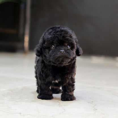 Poodle - Bincheu (Female) $6800