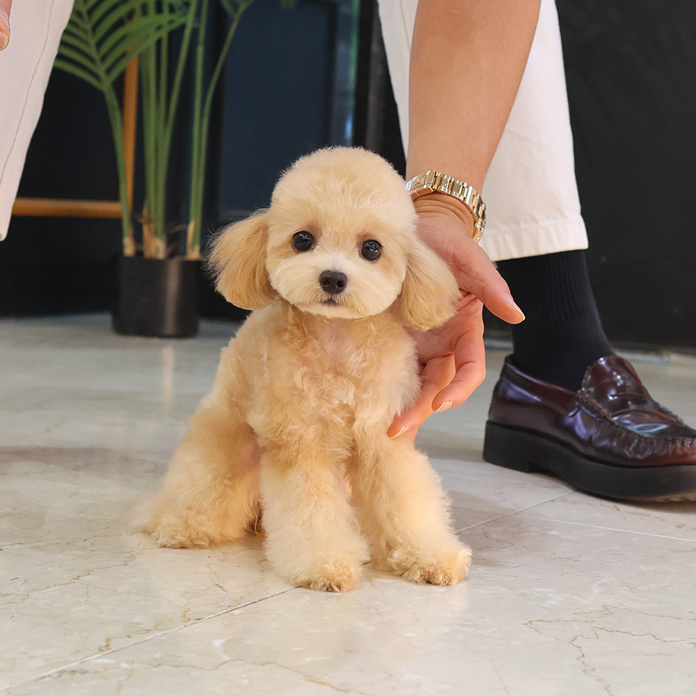 Poodle - Bomi (Female) $4000