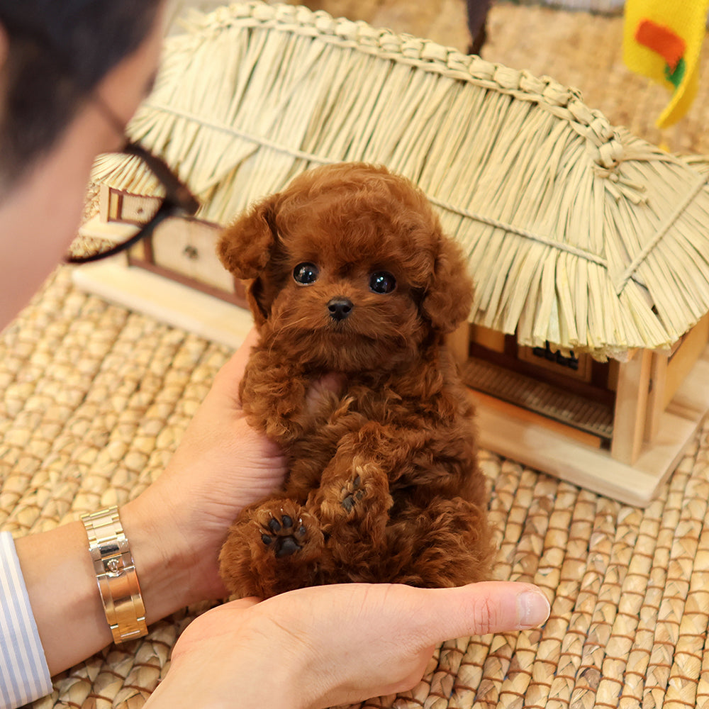 Poodle - Osam (Male) $3500