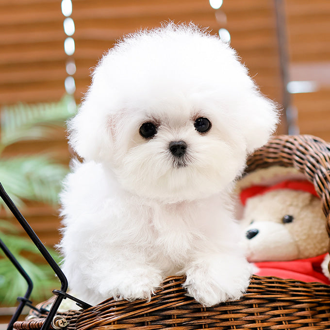 Bichon Frise - Puti (Male)