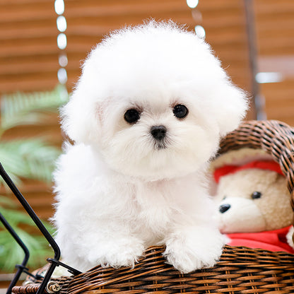 Bichon Frise - Puti (Male)