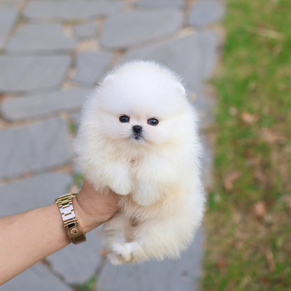 Pomeranian - Bibi (Female) $5200