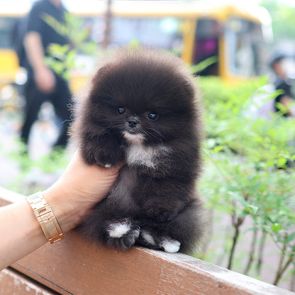 Pomeranian - Rachi (Female)