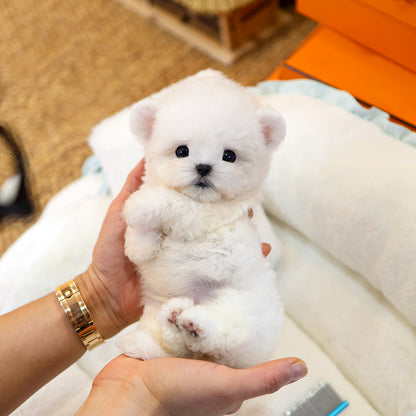 Bichinfrise - Seolhwa (Male) $5200