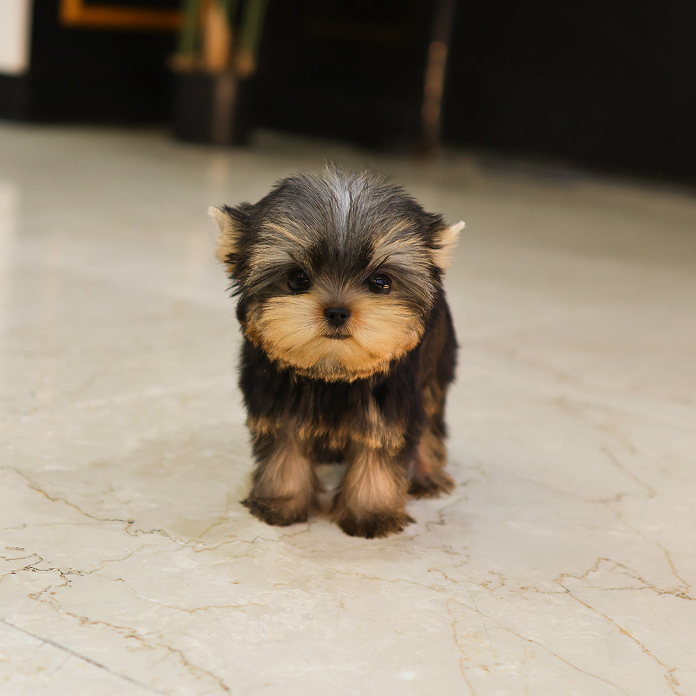 Yorkshire Terrier - Saida (Female) $5200