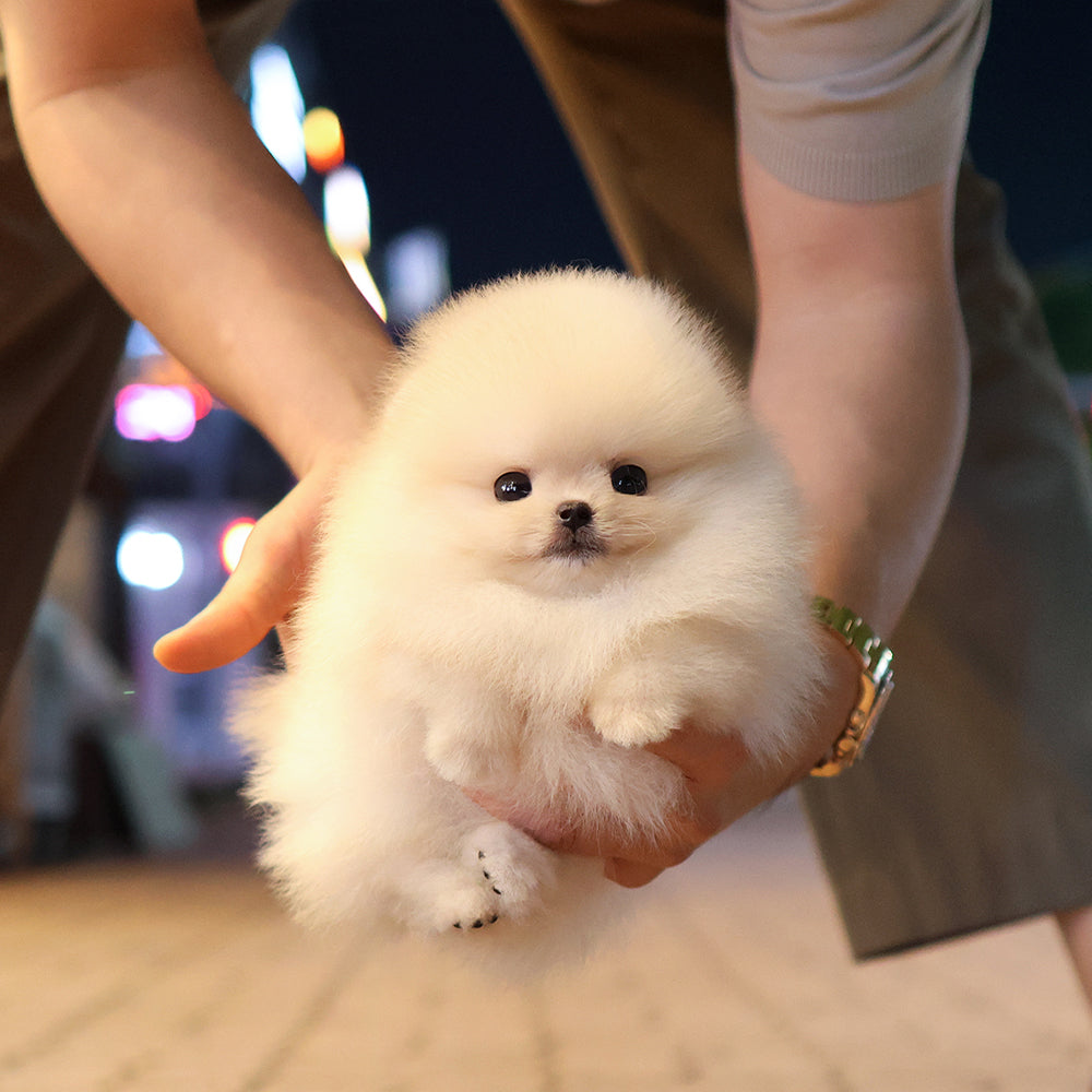 Pomeranian - Saerom (Female) $2400