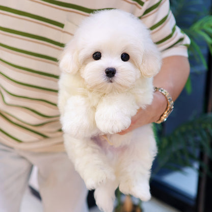 Coton de Tulear -Ttoyang (Male) $4200