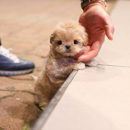 Maltipoo - Buddy (Female)