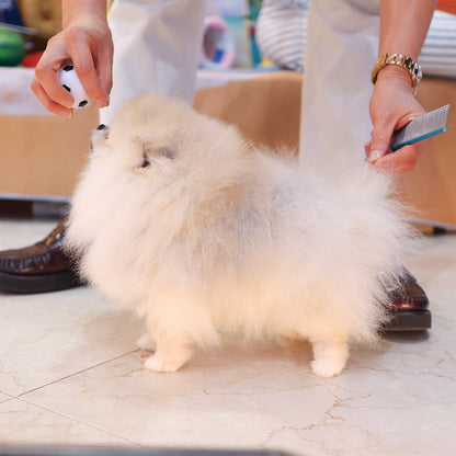 Pomeranian - Miwoo (Female) $9400