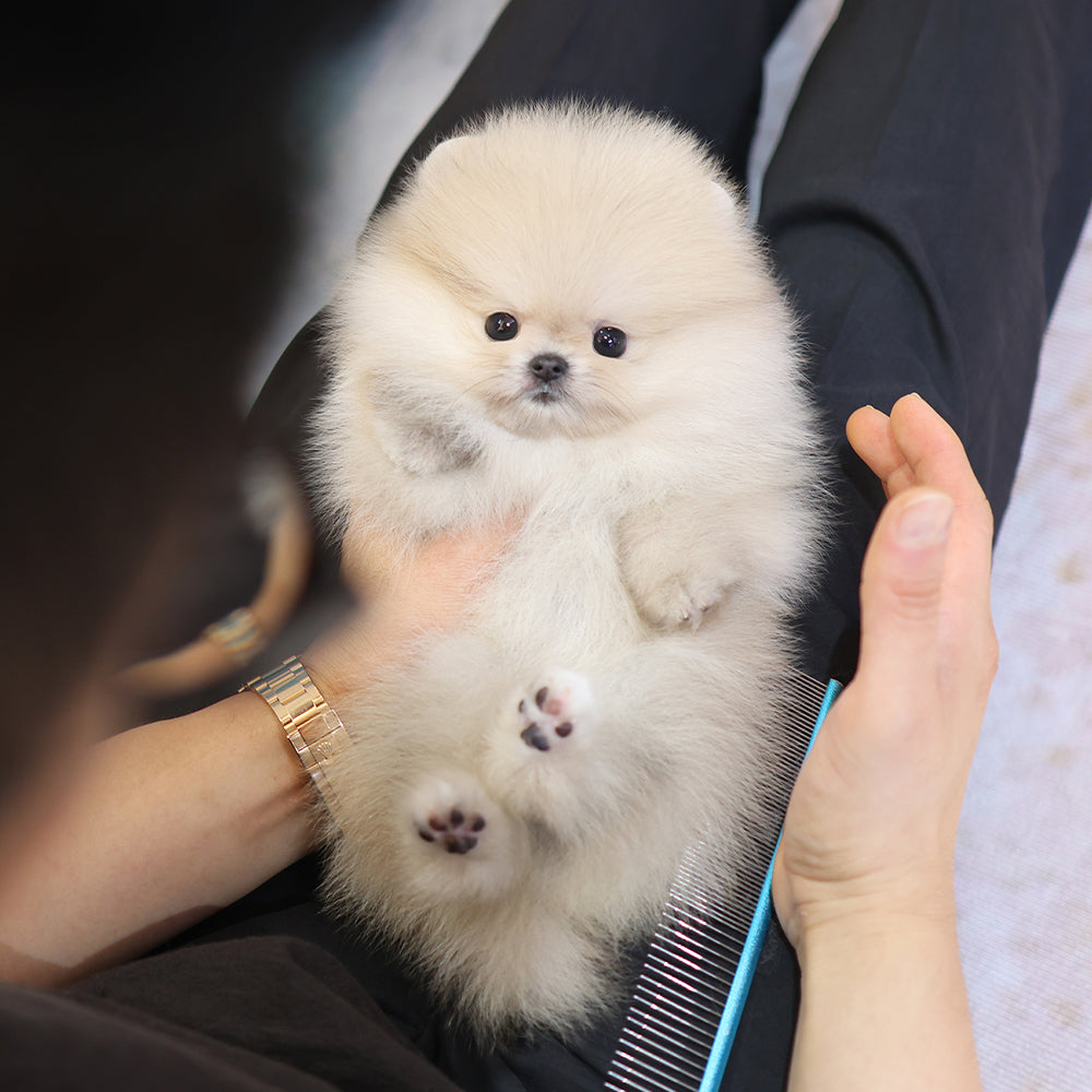Pomeranian - Haengbok (Female) $2200