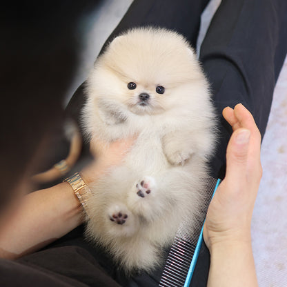 Pomeranian - Haengbok (Female) $2200