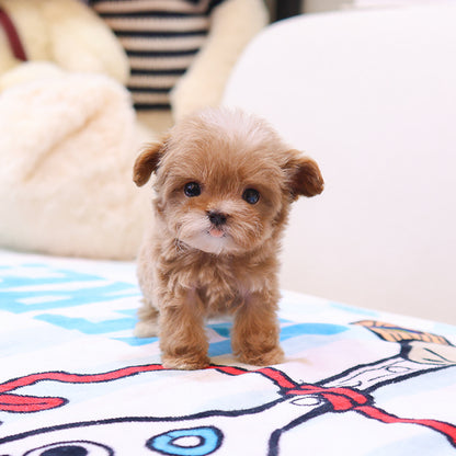 Maltipoo - Cherry (Female)