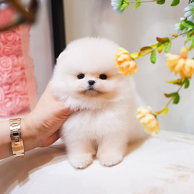 Pomeranian - Mumu (Male)