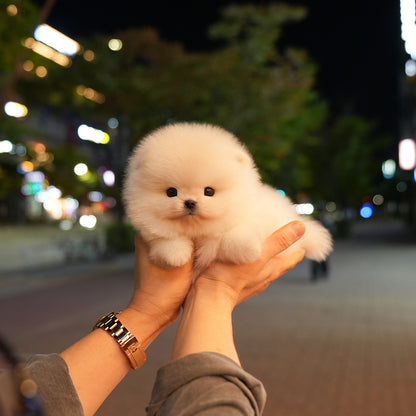 Pomeranian - Pposong (Male) $2400