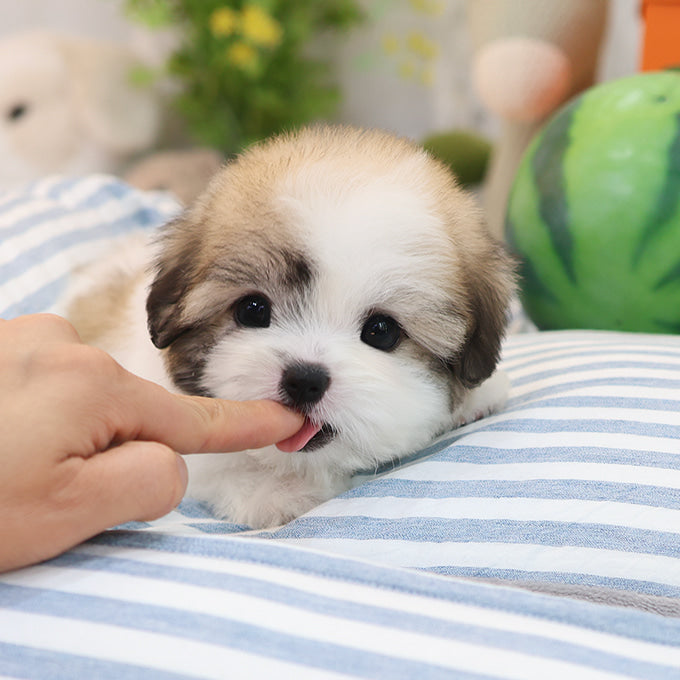 Coton De Tulear - Taetae (Male)