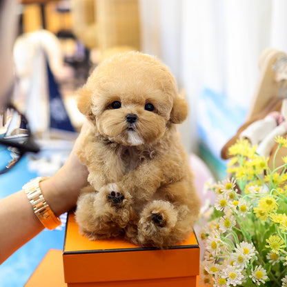 Poodle - Rein (Female) $5200