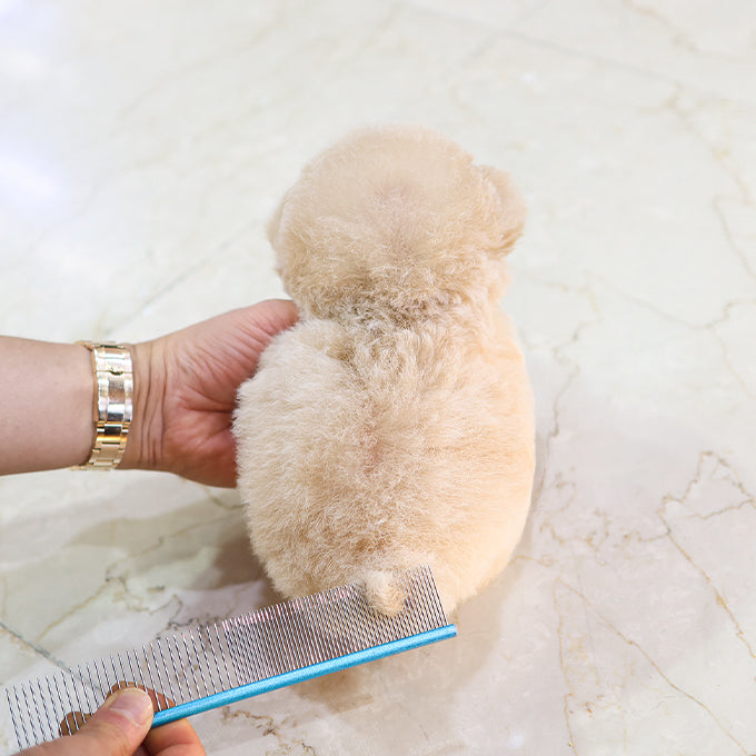 Poodle - Nana (Female) $3300