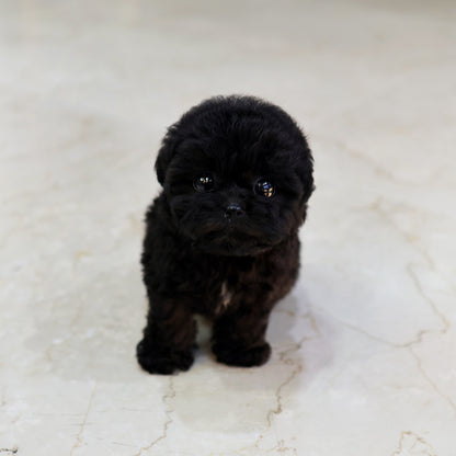 Poodle - Yeoul (Female) $4000