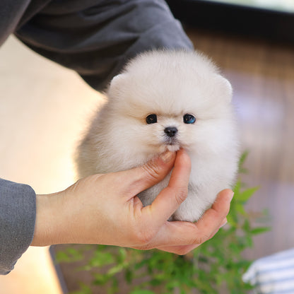 Pomeranian - Kkucha (Male) $4500