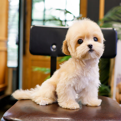 Maltipoo - Ppuu (Female)