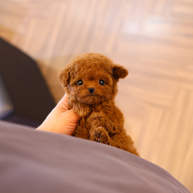 Poodle - Jina (Female)
