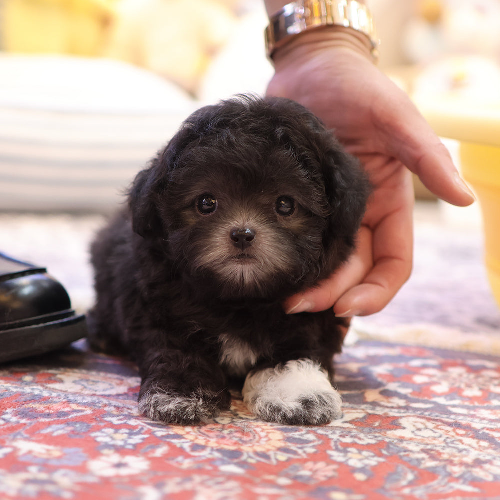 Poodle - Aki (Male) $3400