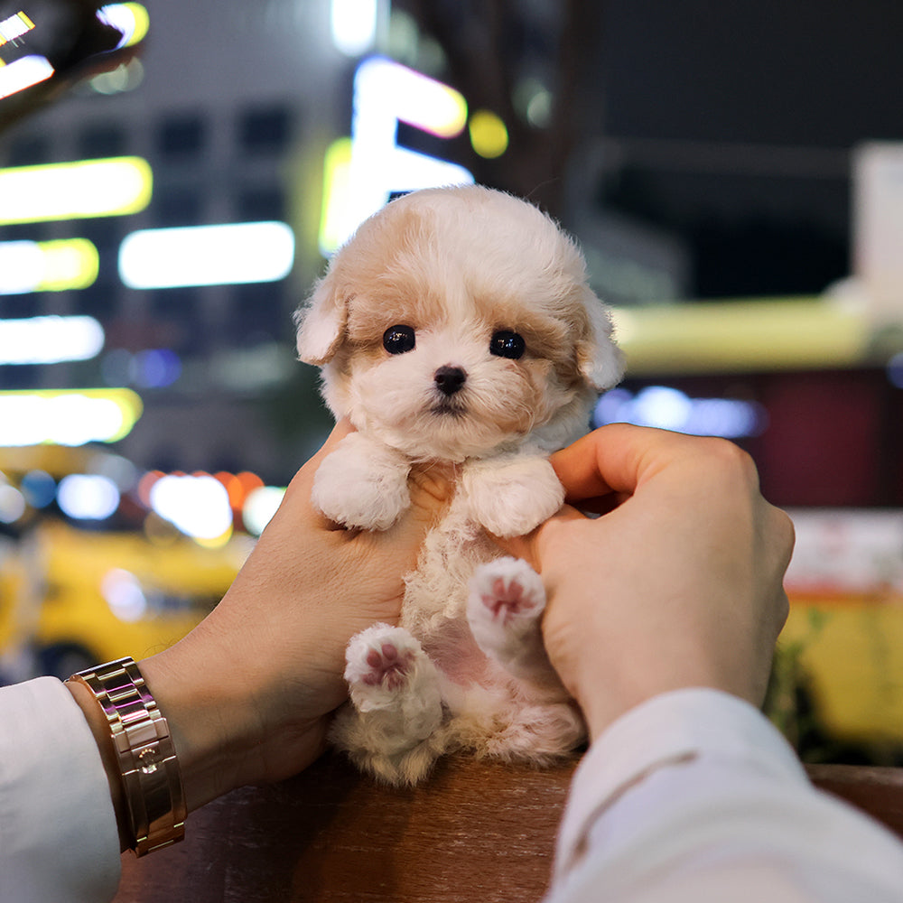 Maltipoo - Koko (Male) $2800