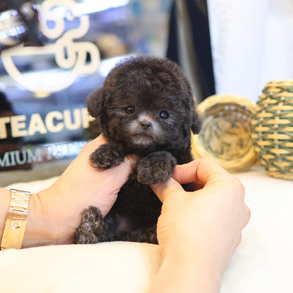 Poodle - Coco (Female)  $5300