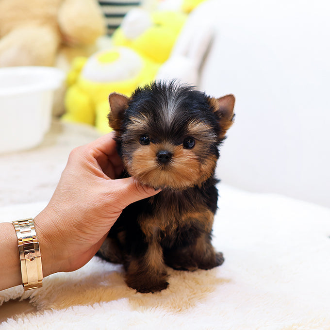 Yorkshire Terrier - Daege (Female)