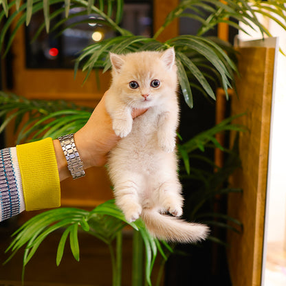 Munchkin - Moomoo (Male)