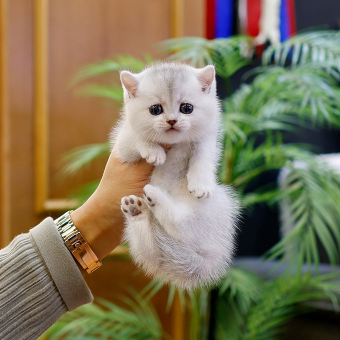 Munchkin - Haeri (Male)