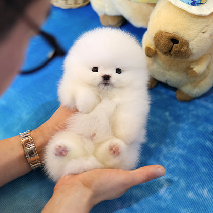 Pomeranian - Saeu (Male)