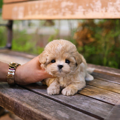Maltipoo - Egu (Male)