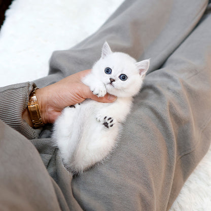 Munchkin - Hodu (Male)