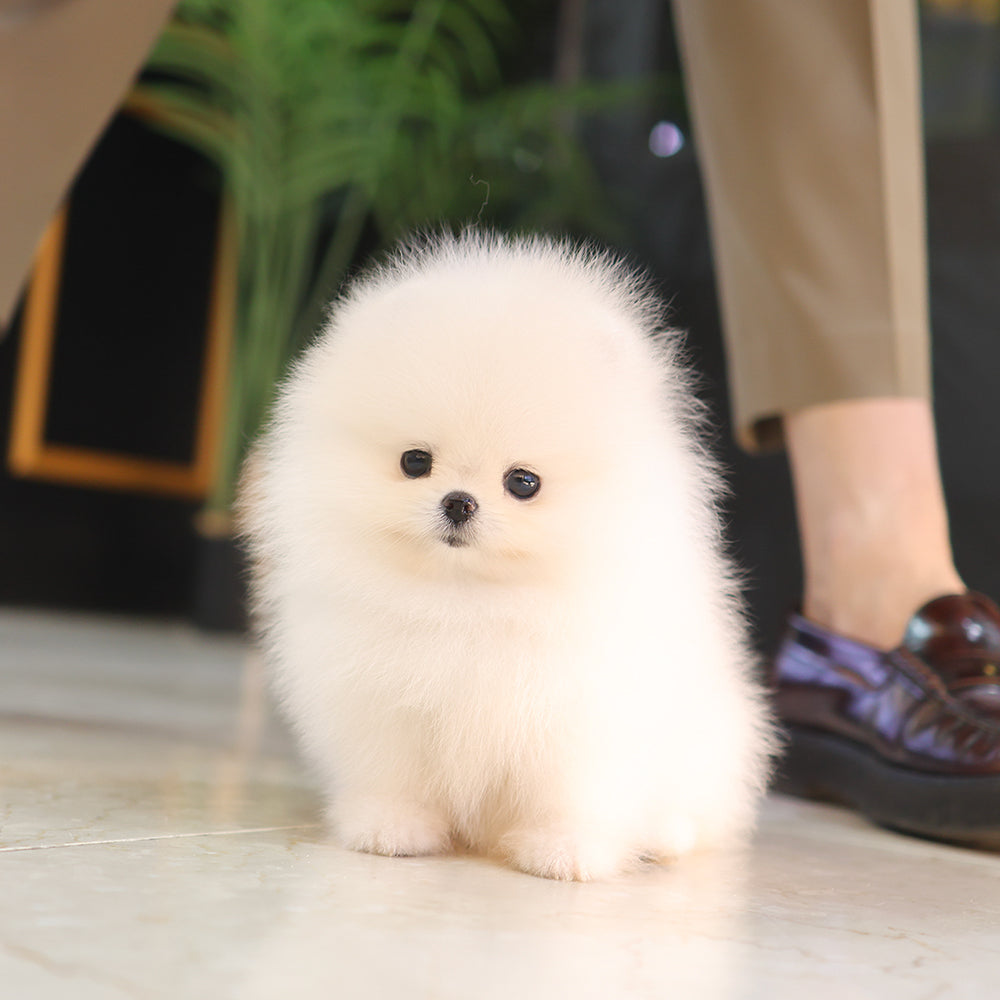 Pomeranian - Dubu (Female)