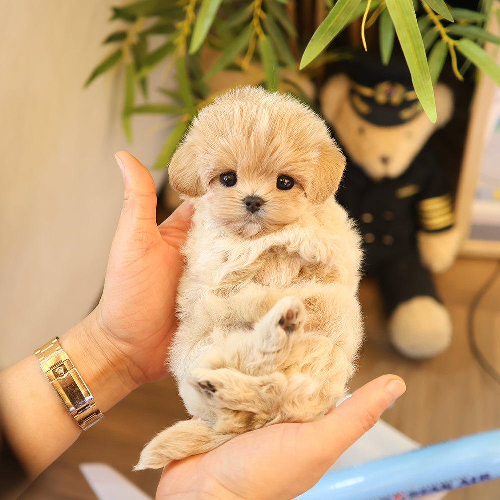Maltipoo - Mika (Male)