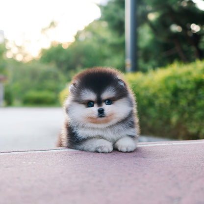 Pomsky - Ppoing (Male) $5700
