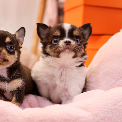 Chihuahua - Seuteo (Female)