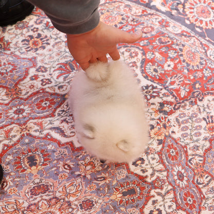 Pomeranian - Kiwi (Female) $2400