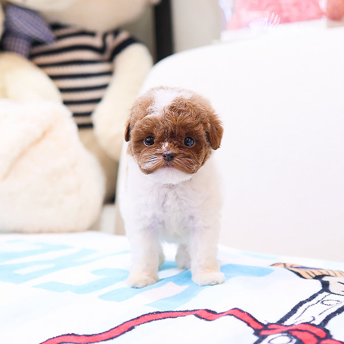 Poodle - Chova (Female)