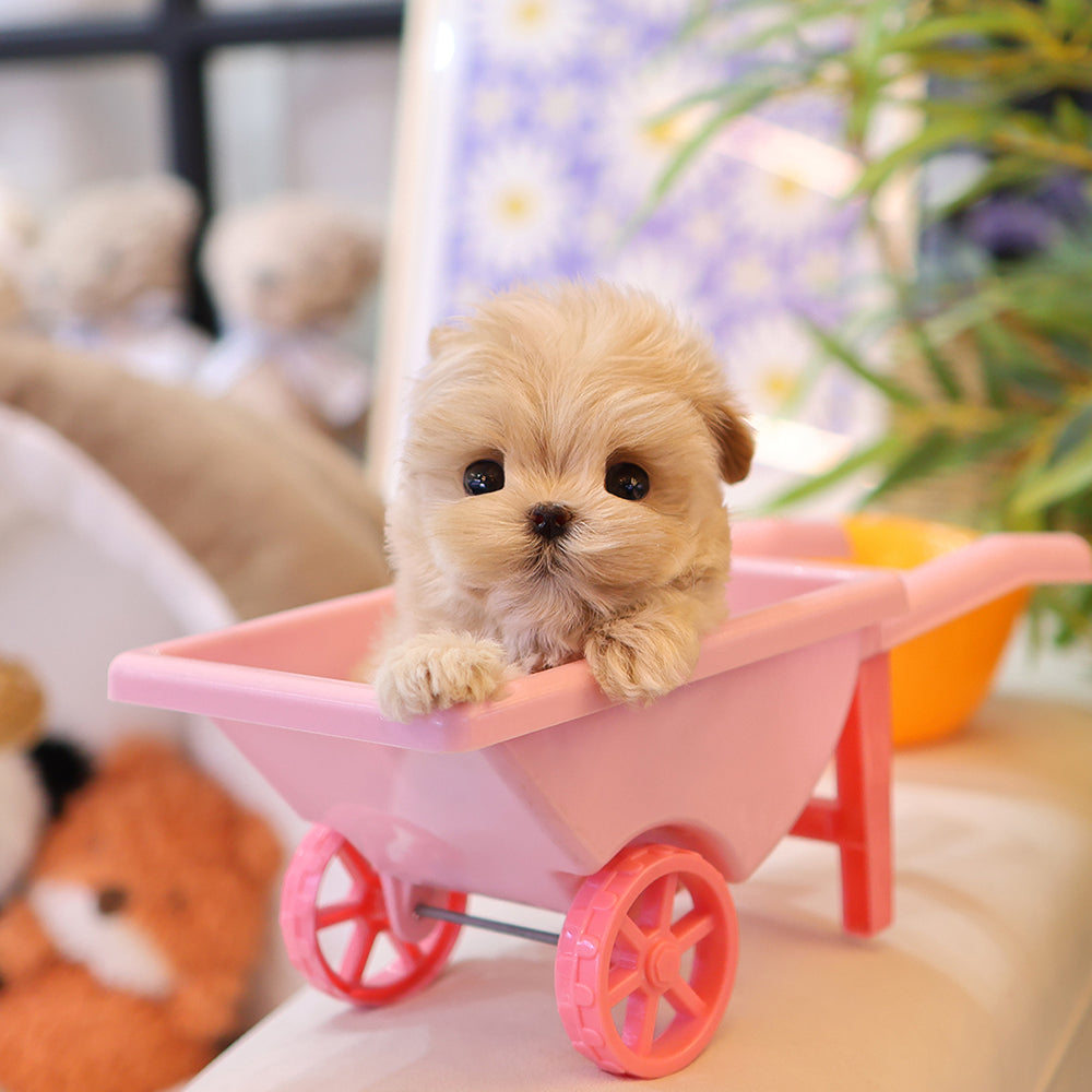 Maltipoo - Ttotto (Female) $3400