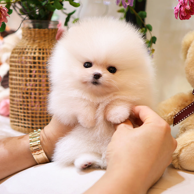 Pomeranian - Boke (Female)