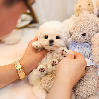 Bichonfrise - Nabi (Female)