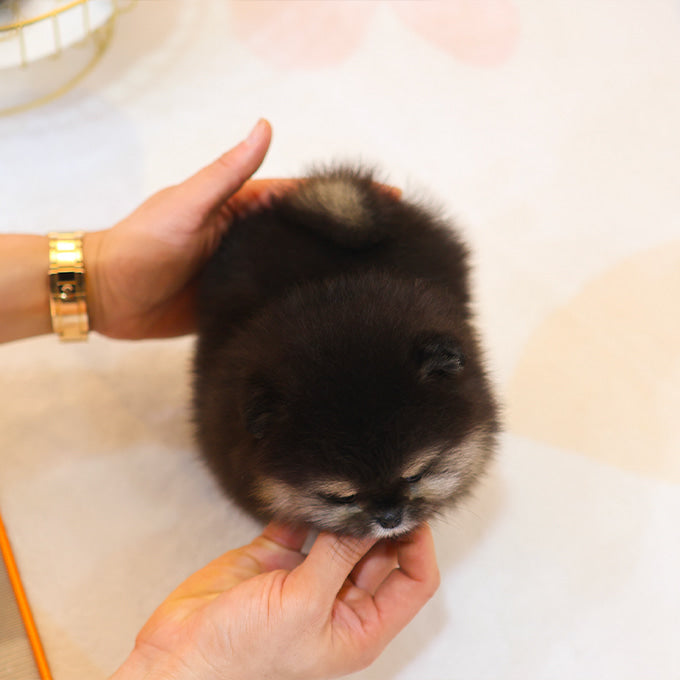 Pomeranian - Mari (Female)