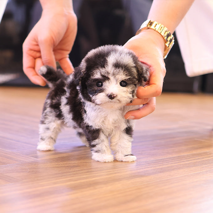 Poodle - DIdi (Male)