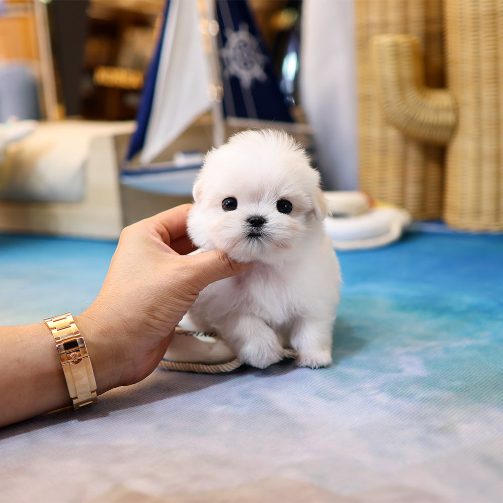 Maltese - Mumu (Female) $3,400