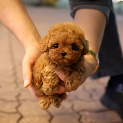 Poodle - Gaeul (Female) $2600